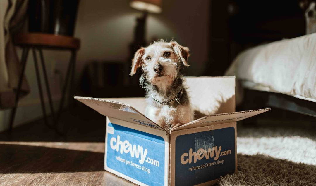Dog In A Cardboard Box